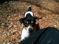 Little Dog.jpg