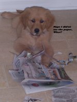 Bell paper.jpg