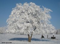 winter leaves.jpg