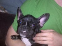 bialy as a puppy.jpg