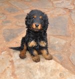 Garage dog1.jpg