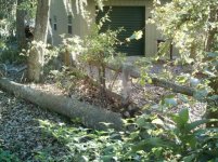 632-Fallen-Tree-01.jpg