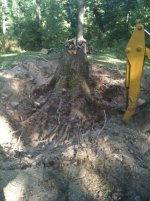 stump 3.jpg