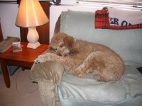 Harley on Couch.jpg