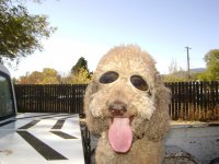 harley in his doggles.jpg