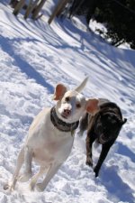 Buddy and Sam.jpg