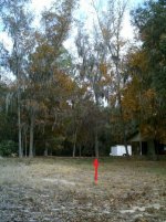 507-Tree-02.jpg
