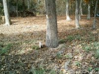 508-Tree-03.jpg