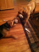 girls playing tug.jpg