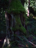 Stump.jpg Stump.jpg