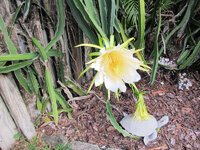Blooms 4.jpg