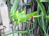 Fruit 1.jpg