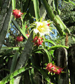 2020 Dragon Fruit 1.jpg