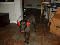 1011-Pekoe with Ear Protection.JPG 1011-Pekoe with Ear Protection.JPG