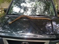 1385-Rattlesnake 006.jpg