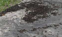 04-12-07 Bees - Closeup.jpg