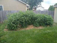 IMG_20210711_133614367.jpg