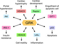 late-diverse-signaling-pathways-by-the-interaction.jpg