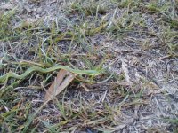 green snake in yard.jpg
