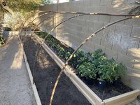 sparta backyard planter 40.jpg