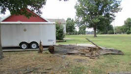 fallen elm r.jpg
