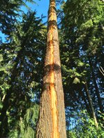Tree_20211007_163115.jpeg