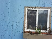 box elder bugs.jpg box elder bugs.jpg
