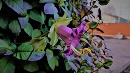 20211012_174112%20%282%29-XL.jpg 20211012_174112%20%282%29-XL.jpg