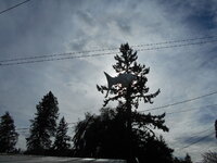 back yard 102521 1300 PDT.jpg