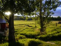 back yard.jpg