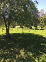Yard 4 2017.jpeg Yard 4 2017.jpeg