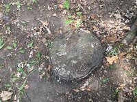 IMG_1335.JPG IMG_1335.JPG