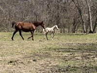 Horses.jpg Horses.jpg