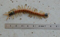 GiantDesertCentipede.jpg GiantDesertCentipede.jpg