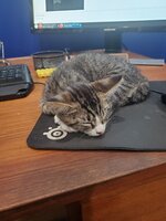 Mouse.jpg