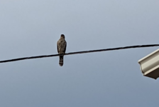 hawk.png