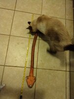 IMG_20220317_173745875.jpg