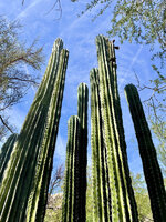 IMG-6415.jpg