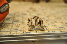 dsc_0722.jpg dsc_0722.jpg