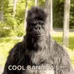 coolbananas.GIF coolbananas.GIF