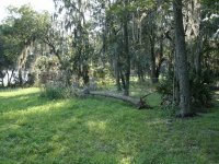 1408-Tree-01.JPG