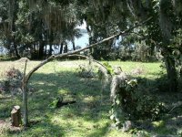 1411-Tree-10.JPG
