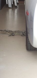 gator garage skyler.jpg gator garage skyler.jpg