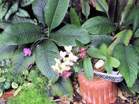 2022-4-15 Orchids 1.jpg