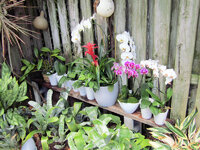 2022-4-15 Orchids 3.jpg