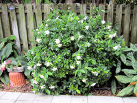 2022-4-22 Gardenia.jpg