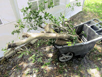 Oak Tree Trimming 2.jpg