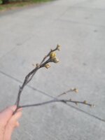 thumbnail (1).jpg thumbnail (1).jpg