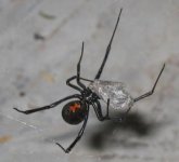 blackwidow01.jpg