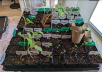 plants.png plants.png